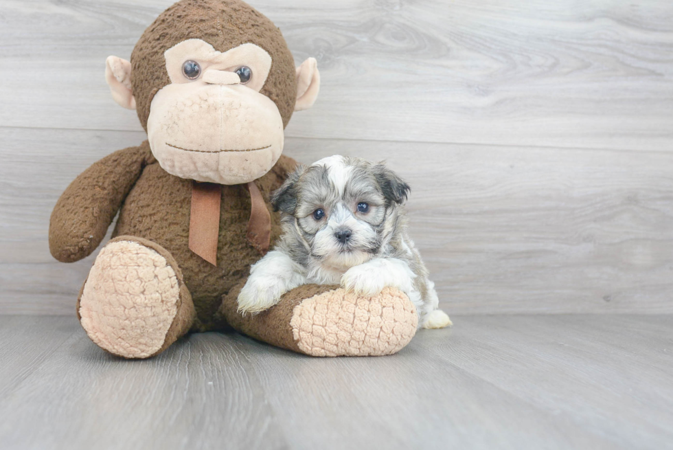 Hypoallergenic Shi Chon Designer Puppy