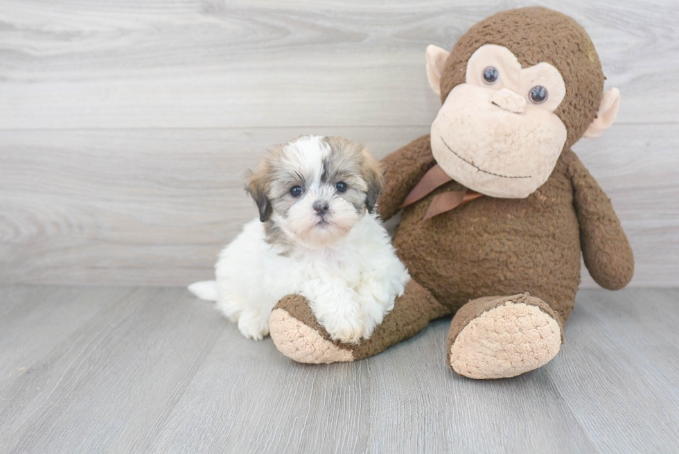 Teddy Bear Pup Being Cute