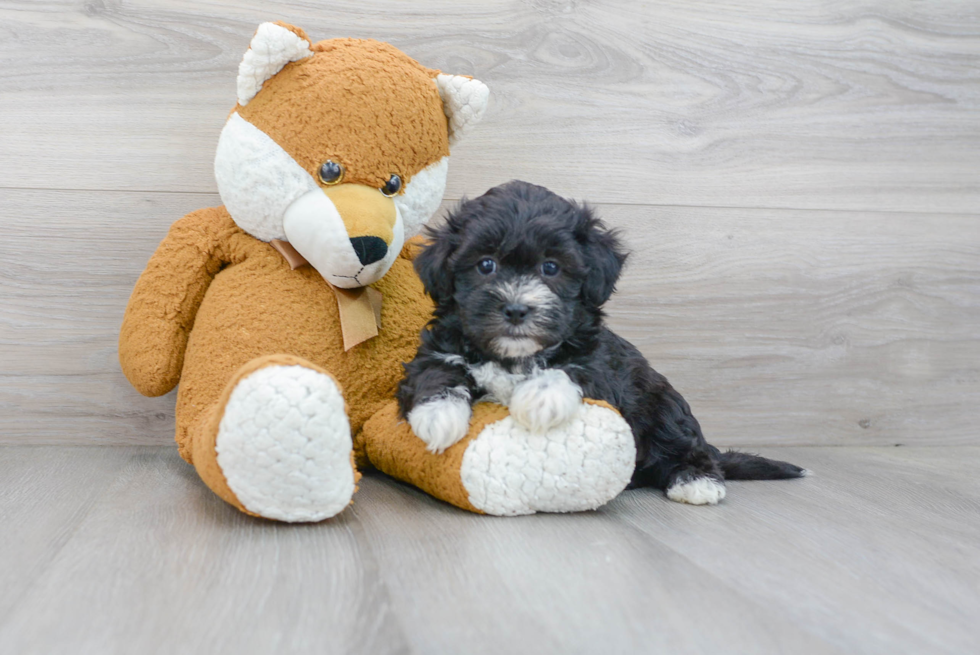 Hypoallergenic Shichon Designer Puppy