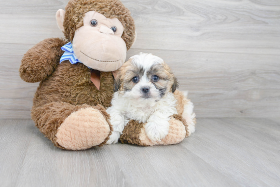 Teddy Bear Pup Being Cute