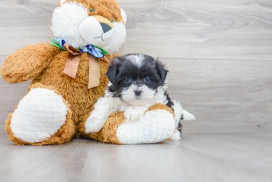 Popular Teddy Bear Designer Pup