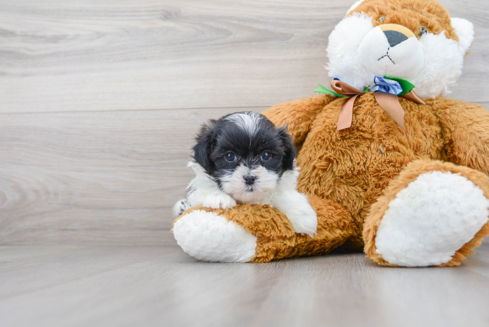 Teddy Bear Pup Being Cute