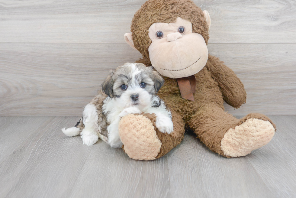 Fluffy Teddy Bear Designer Pup