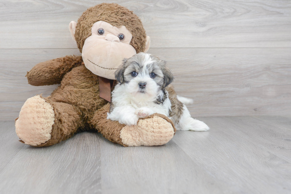 Popular Teddy Bear Designer Pup