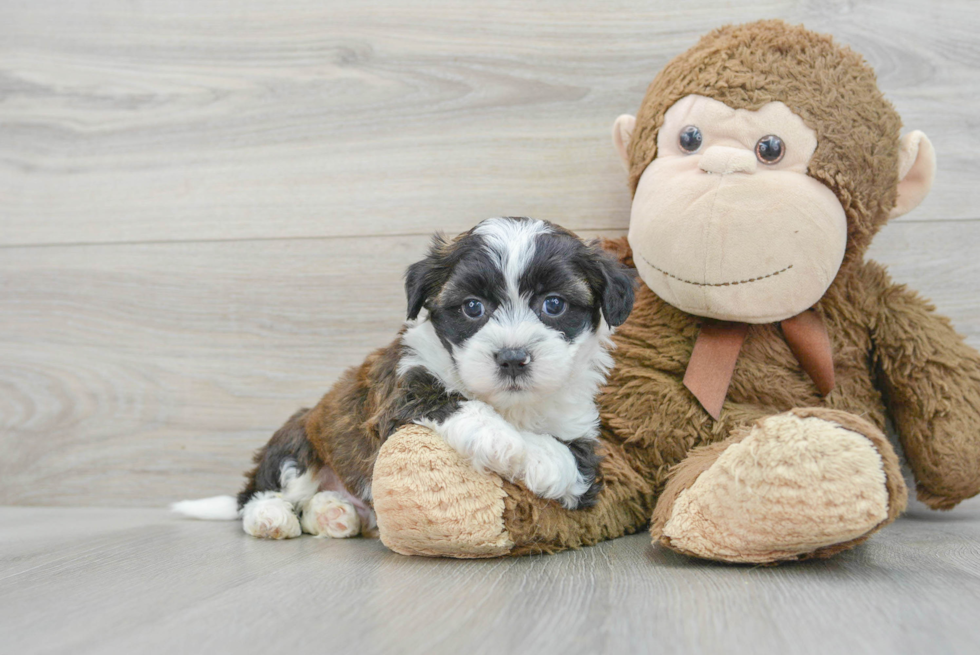 Petite Teddy Bear Designer Pup