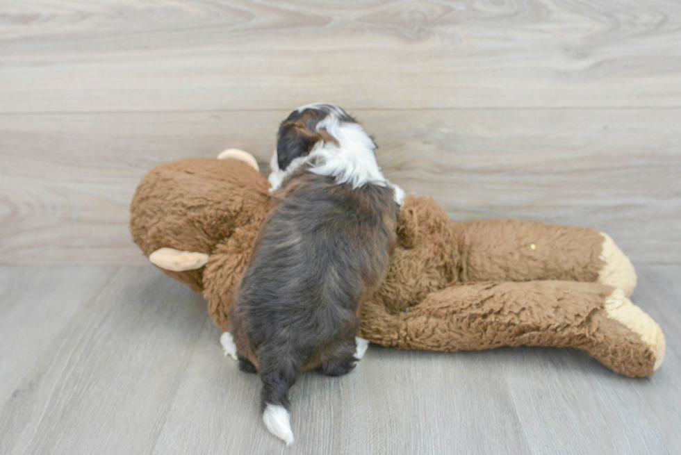 Teddy Bear Puppy for Adoption
