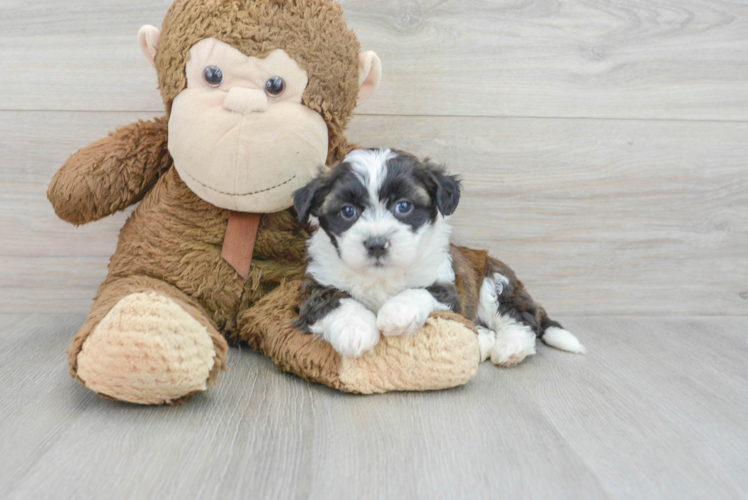 Happy Teddy Bear Baby