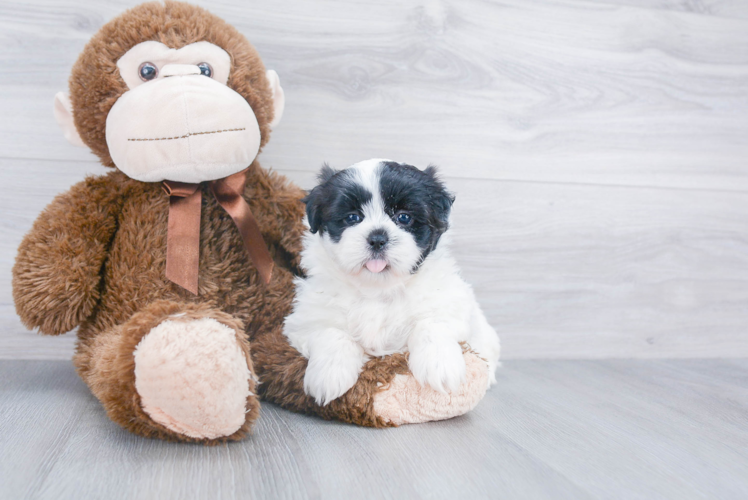 Energetic Shichon Designer Puppy