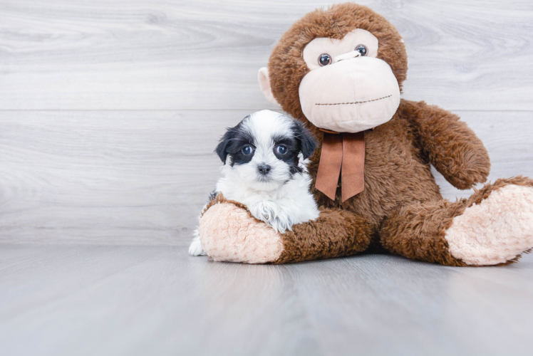 Friendly Teddy Bear Baby