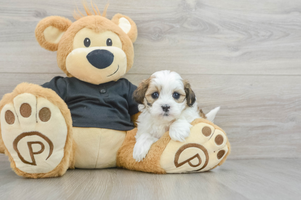 5 week old Teddy Bear Puppy For Sale - Premier Pups