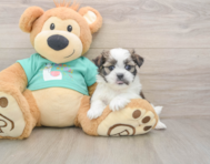 6 week old Teddy Bear Puppy For Sale - Premier Pups