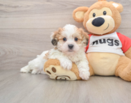 5 week old Teddy Bear Puppy For Sale - Premier Pups