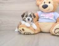 6 week old Teddy Bear Puppy For Sale - Premier Pups