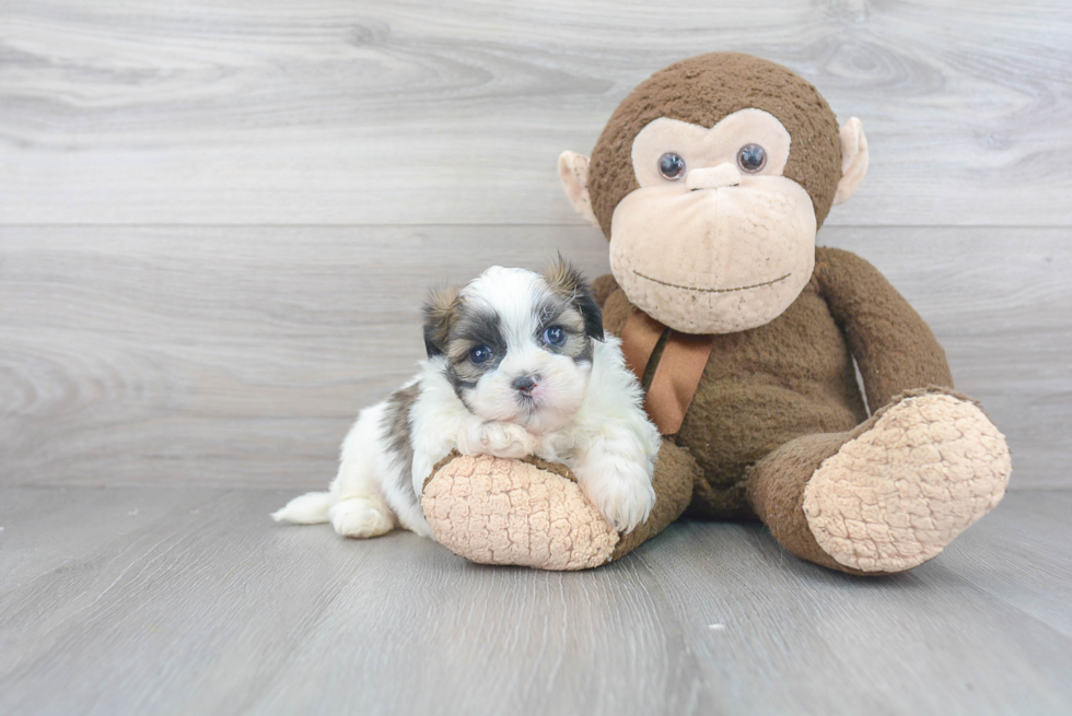 Friendly Teddy Bear Baby