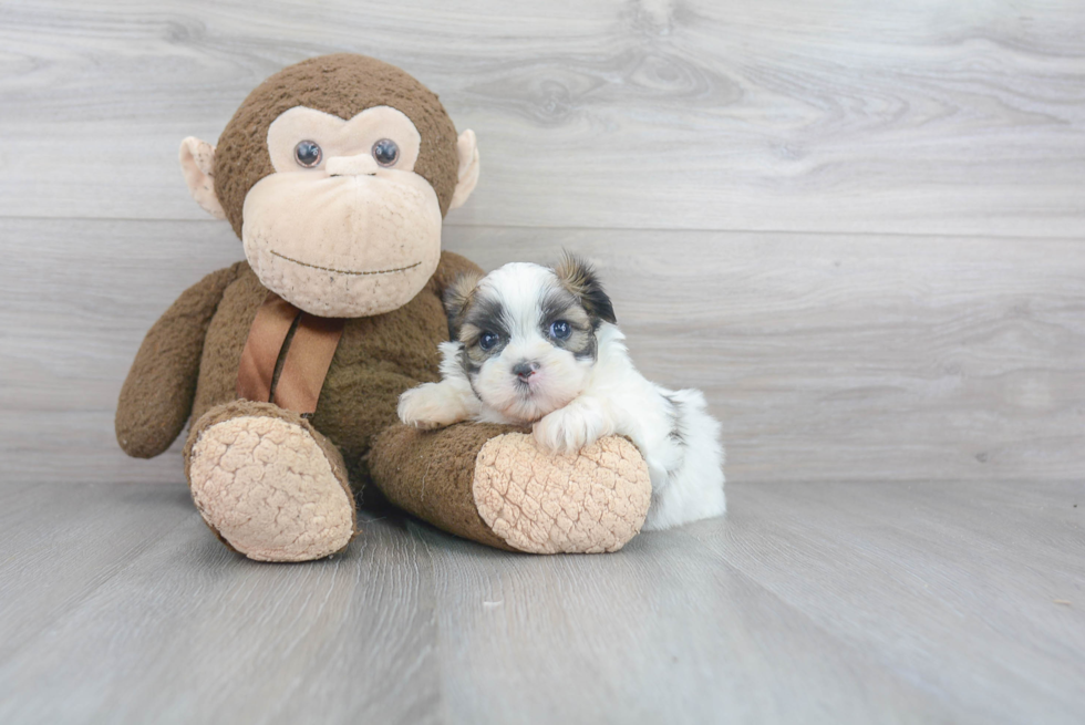 Teddy Bear Pup Being Cute