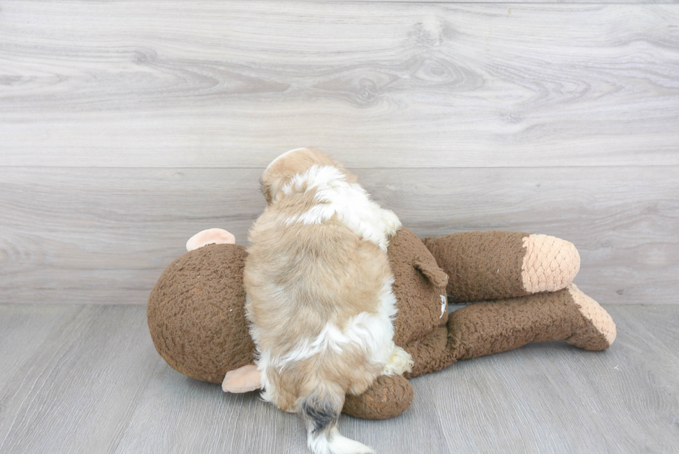 Teddy Bear Pup Being Cute