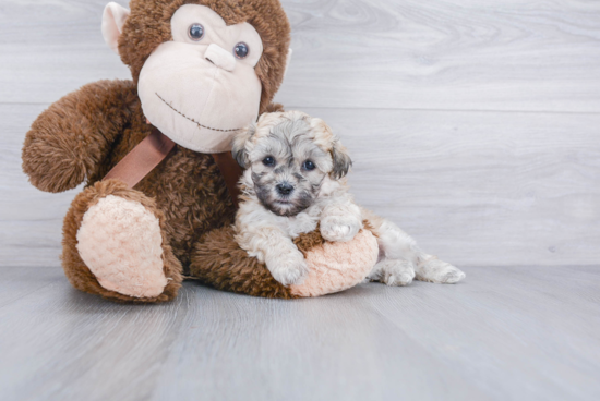 Happy Teddy Bear Baby