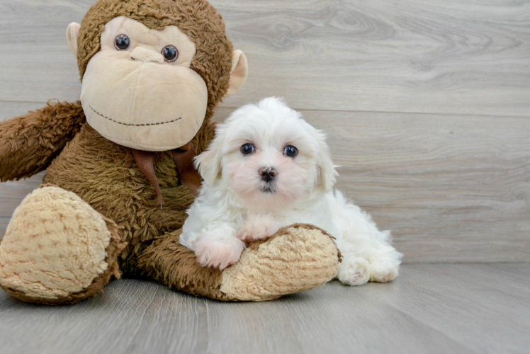 Teddy Bear Pup Being Cute