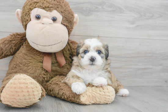 Teddy Bear Pup Being Cute