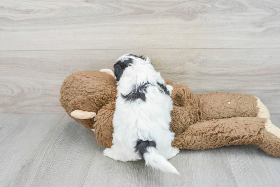 Best Teddy Bear Baby