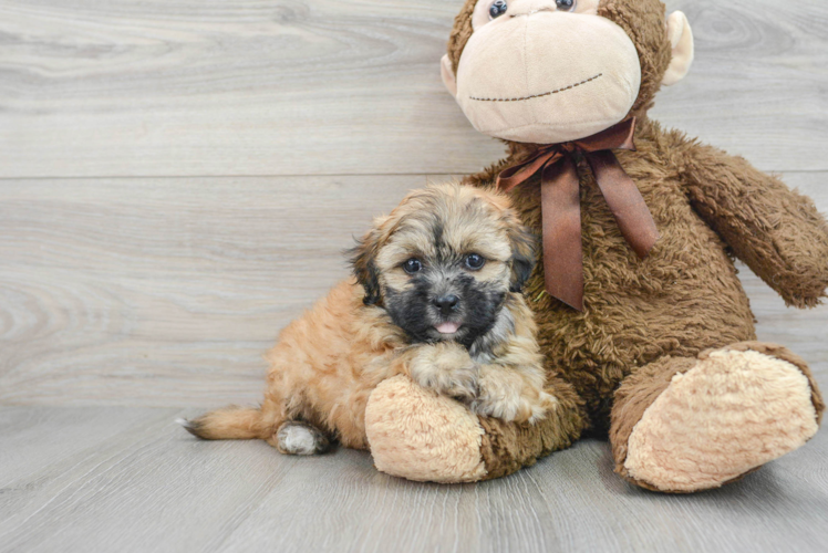 Smart Teddy Bear Designer Pup