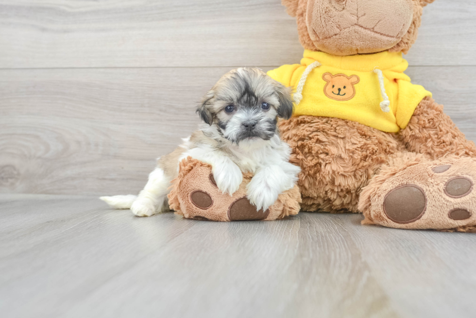 Funny Teddy Bear Designer Pup