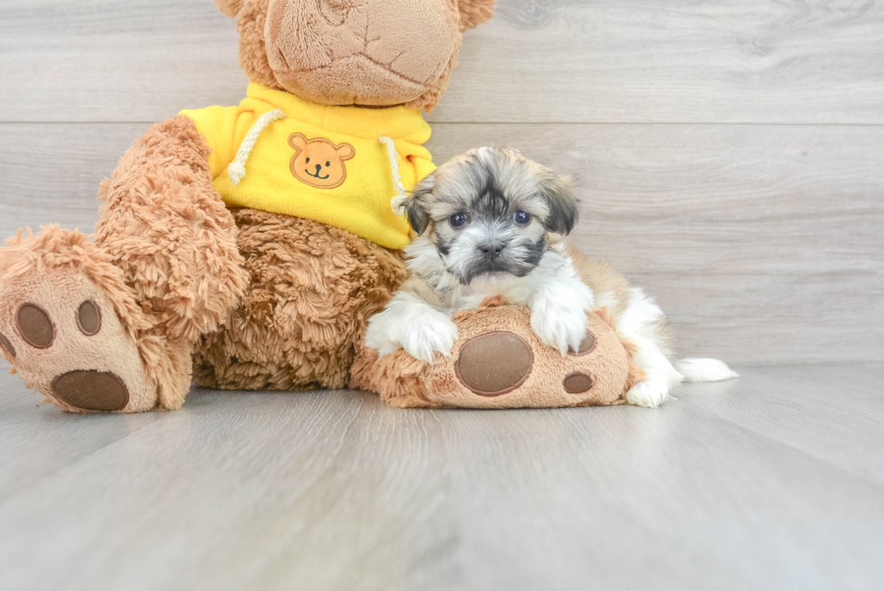 Best Teddy Bear Baby