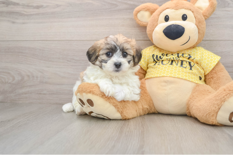 Funny Teddy Bear Designer Pup