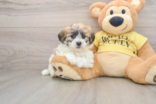 Funny Teddy Bear Designer Pup