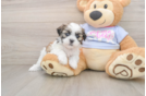 Teddy Bear Pup Being Cute