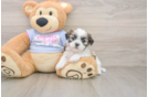 Popular Teddy Bear Designer Pup
