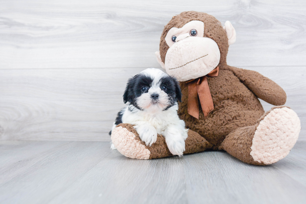 Happy Teddy Bear Baby