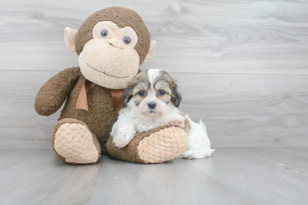 Playful Shichon Designer Puppy