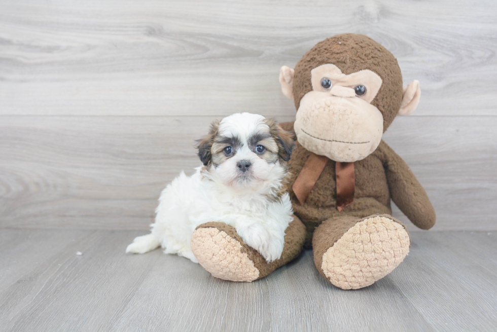 Smart Teddy Bear Designer Pup