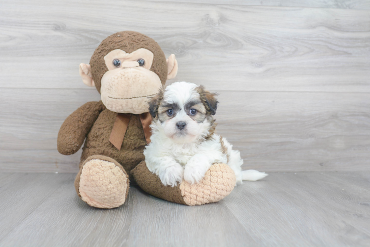 Teddy Bear Pup Being Cute