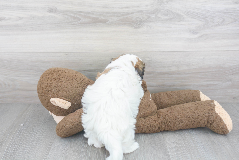 Energetic Shit Designer Puppy