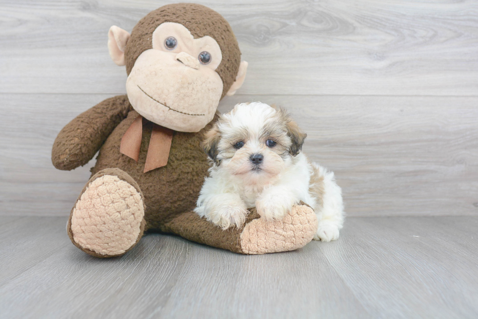 Teddy Bear Pup Being Cute