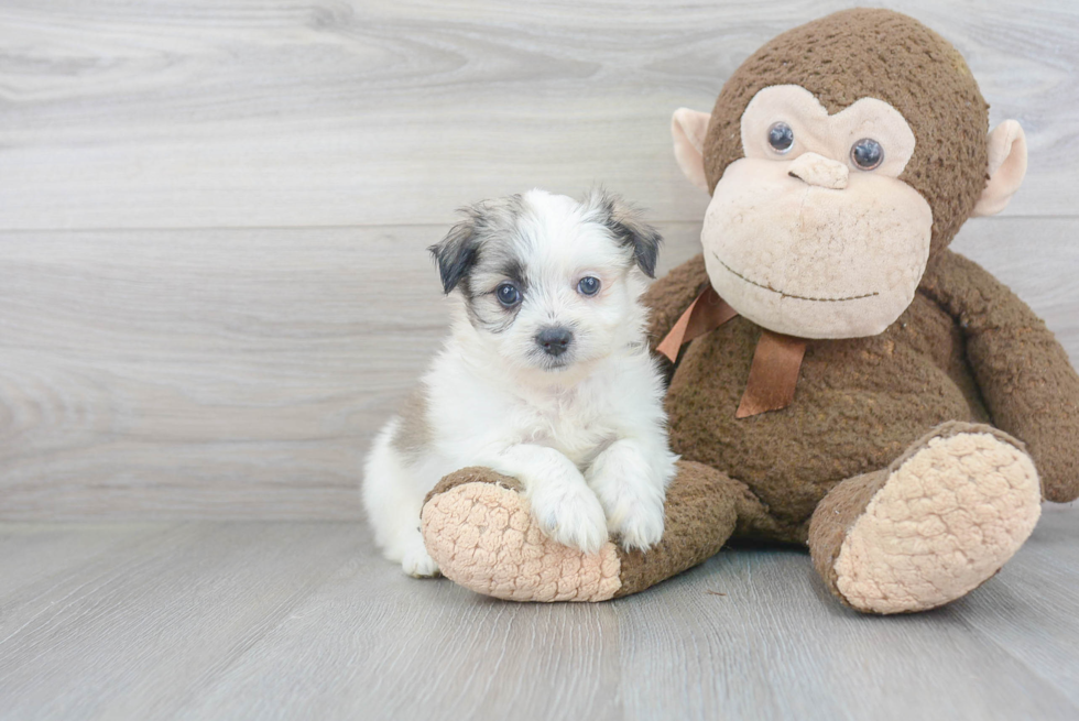 Happy Teddy Bear Baby