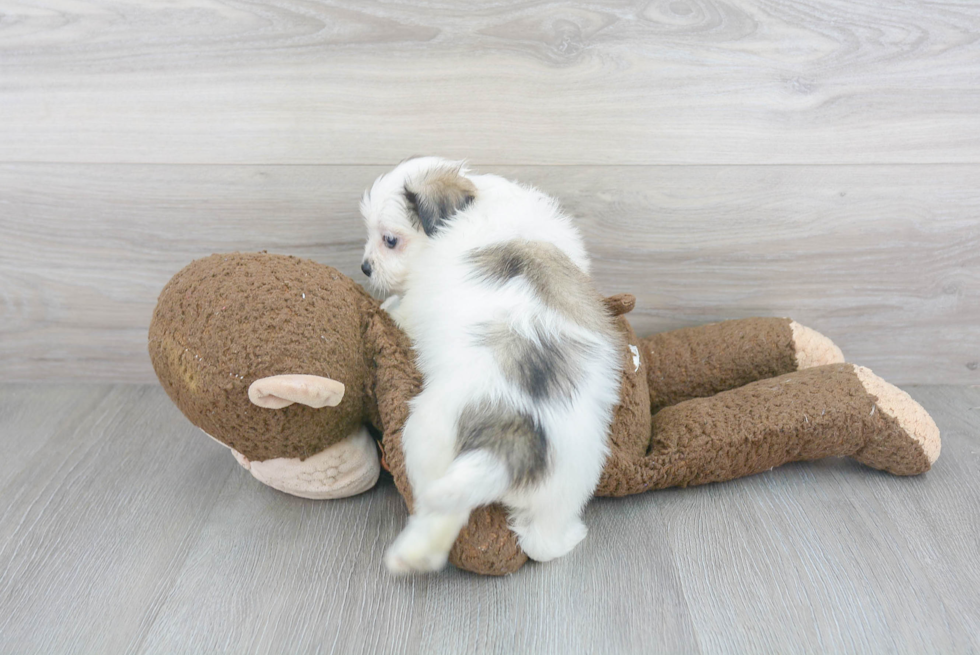 Teddy Bear Pup Being Cute