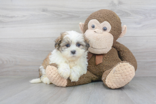 Teddy Bear Pup Being Cute