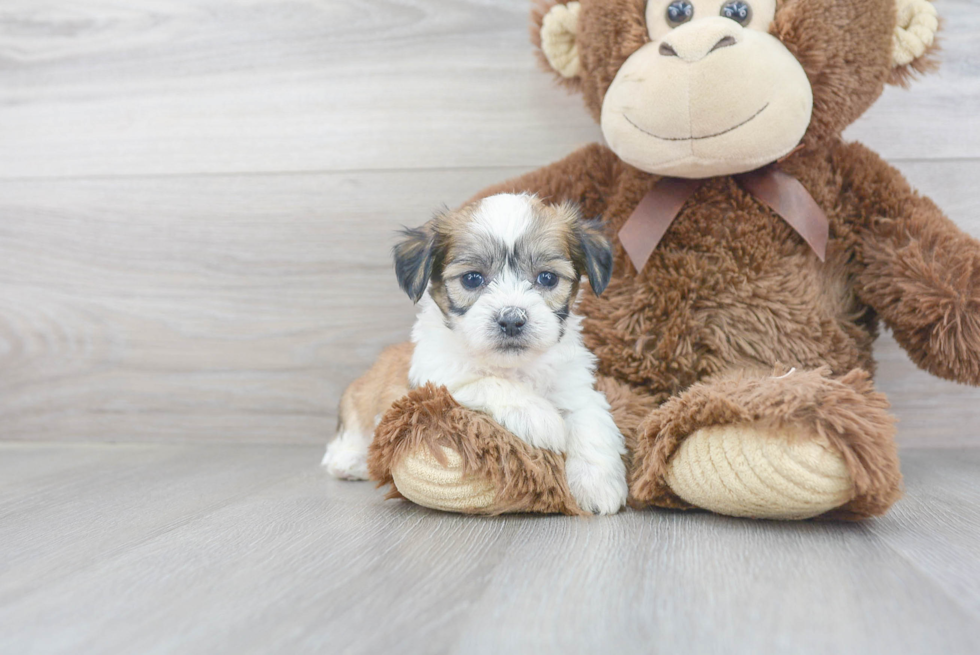 Teddy Bear Pup Being Cute