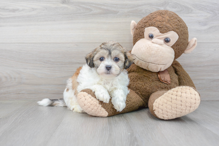 Happy Teddy Bear Baby