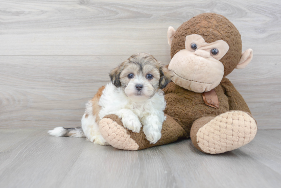 Happy Teddy Bear Baby