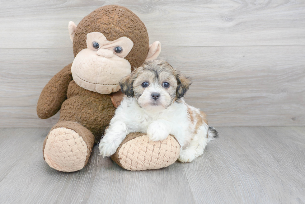 Popular Teddy Bear Designer Pup