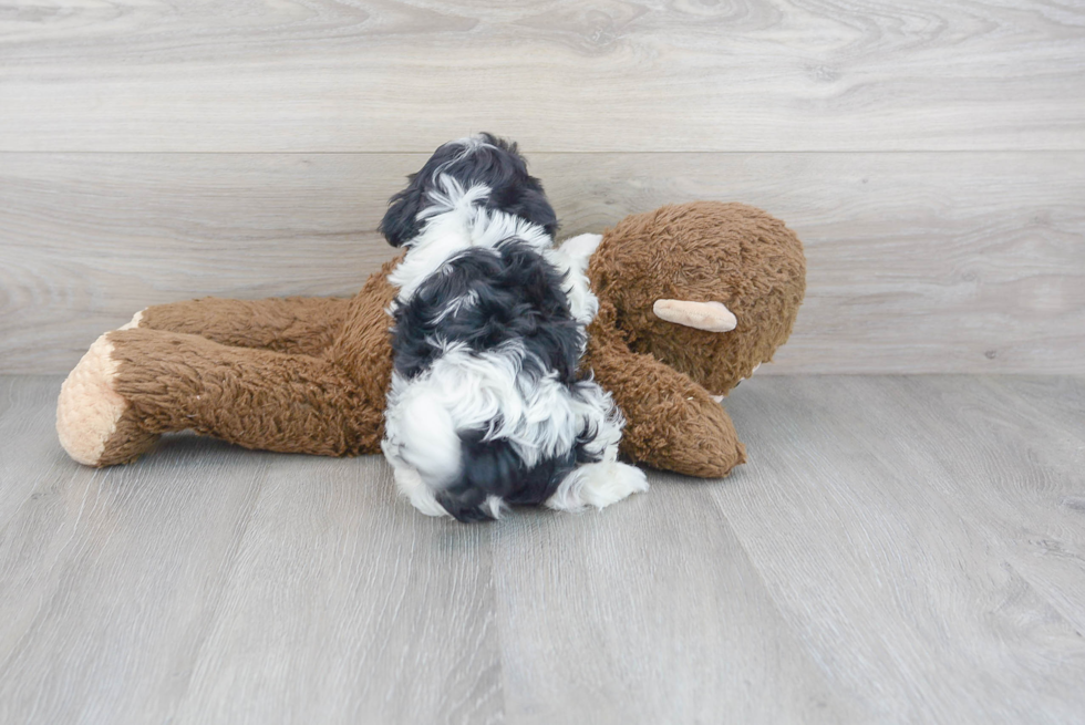 Teddy Bear Pup Being Cute