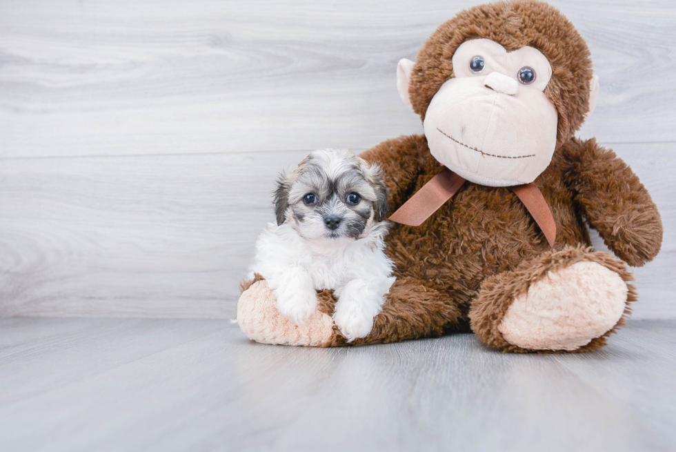 Teddy Bear Pup Being Cute