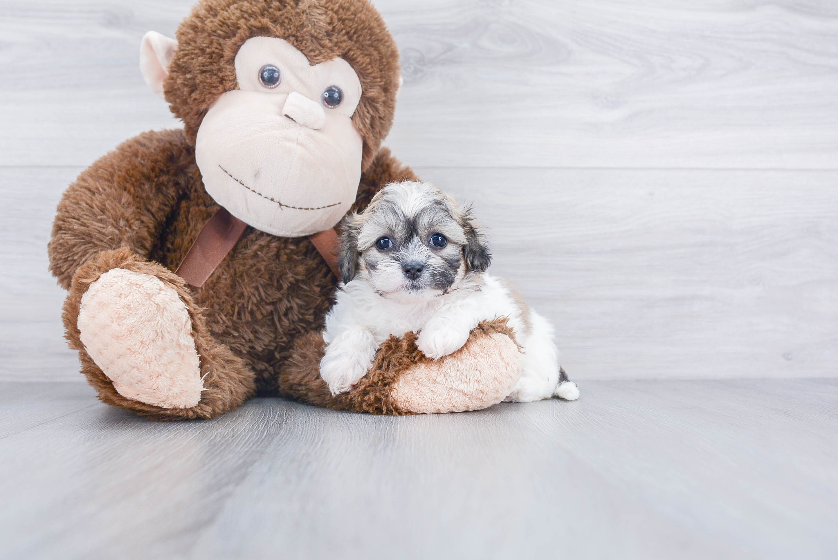 Best Teddy Bear Baby