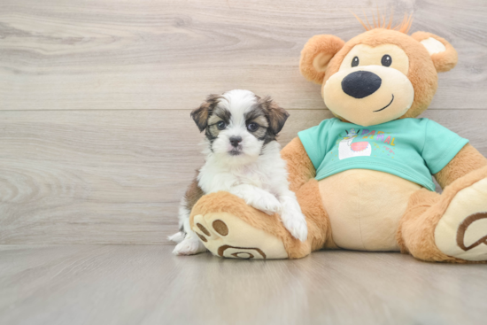 Popular Teddy Bear Designer Pup