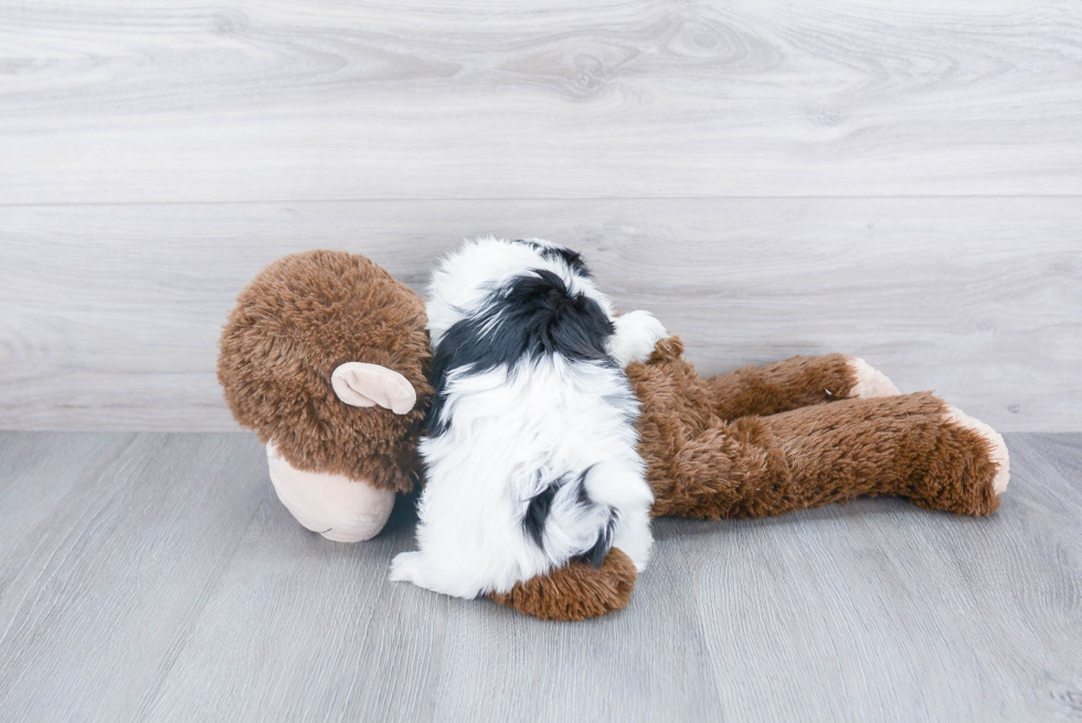 Popular Teddy Bear Designer Pup