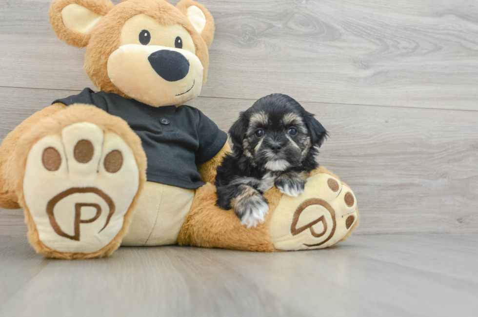 5 week old Teddy Bear Puppy For Sale - Premier Pups